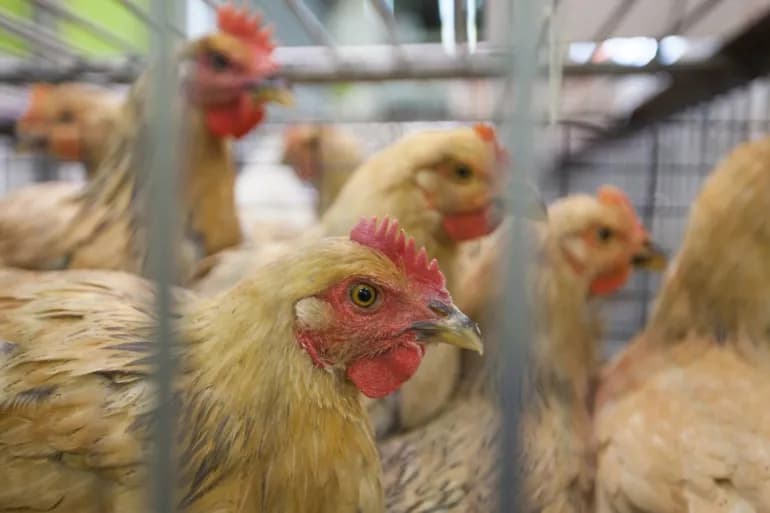 Décès du premier humain infecté par la grippe aviaire H5N2