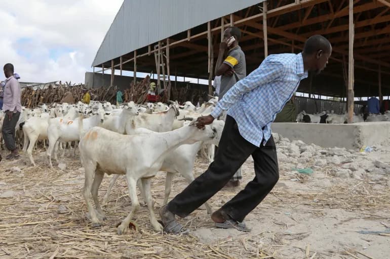 L’abondance du bétail en Somalie ne limite pas le prix des sacrifices