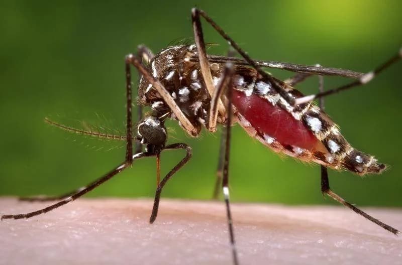 États-Unis: un virus mortel transmis par le moustique inquiète le Massachussetts