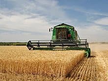 Crise Agricole: La Production Céréalière en Forte Baisse au Maroc