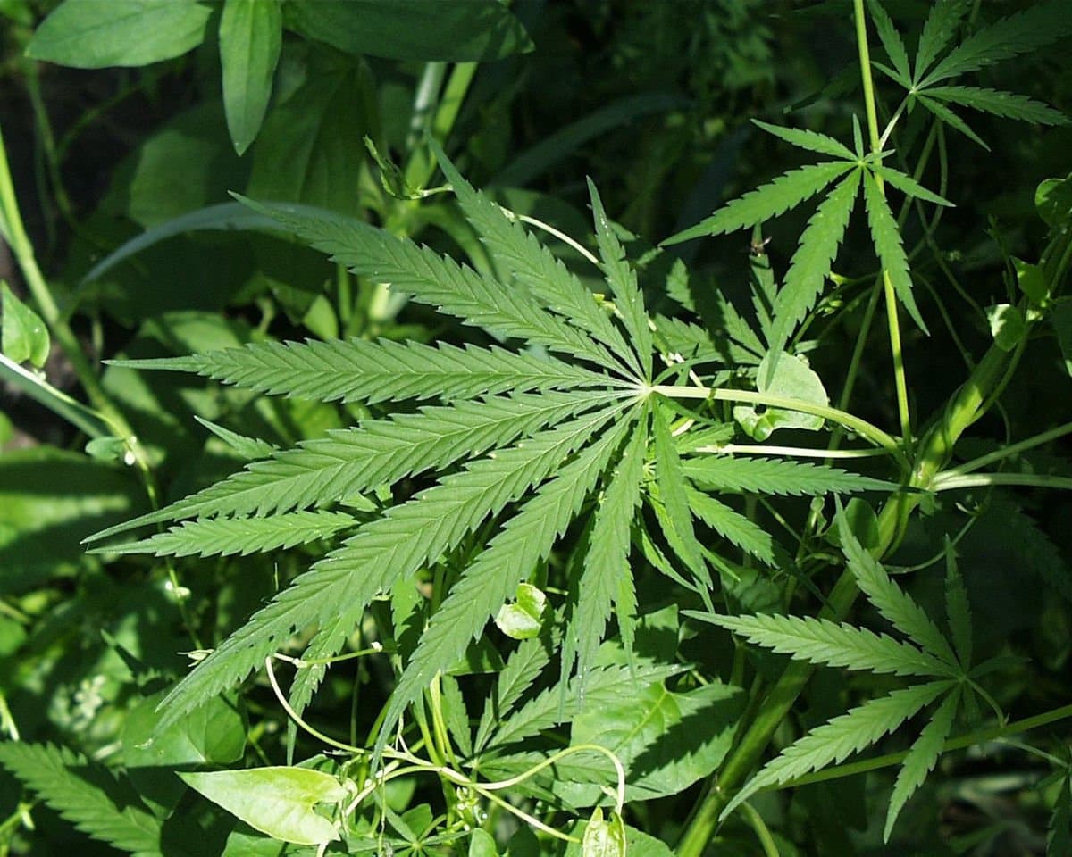Cannabis : Le Maroc adopte une législation innovante et unique