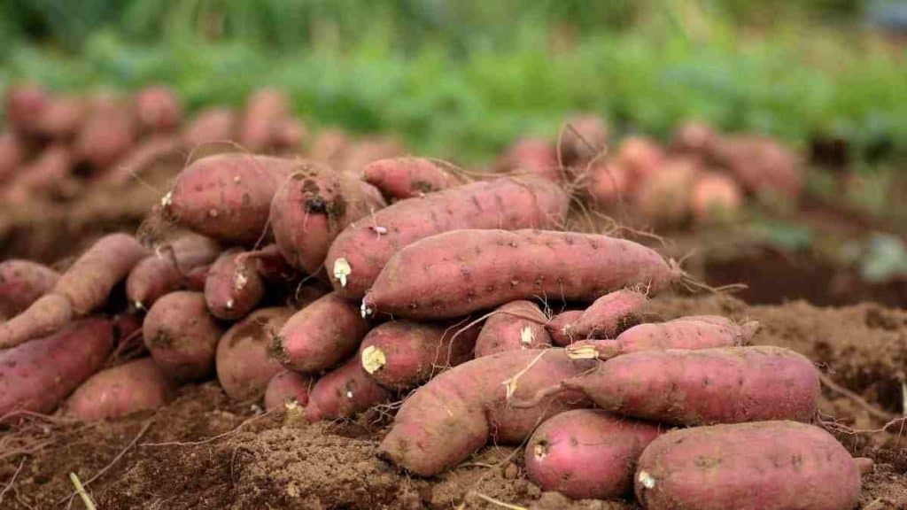 Patates douces : L’Union Européenne se tourne définitivement vers l’Égypte