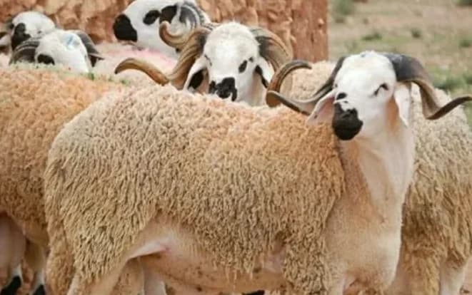 Alarme Rouge : La Fièvre Catarrhale Ovine Envahit la France avec un Nouveau Sérotype