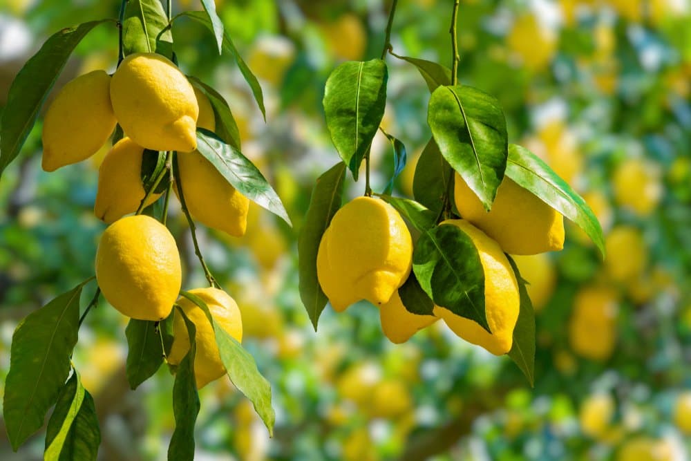 Citrons : Une opportunité pour les agriculteurs marocains ?