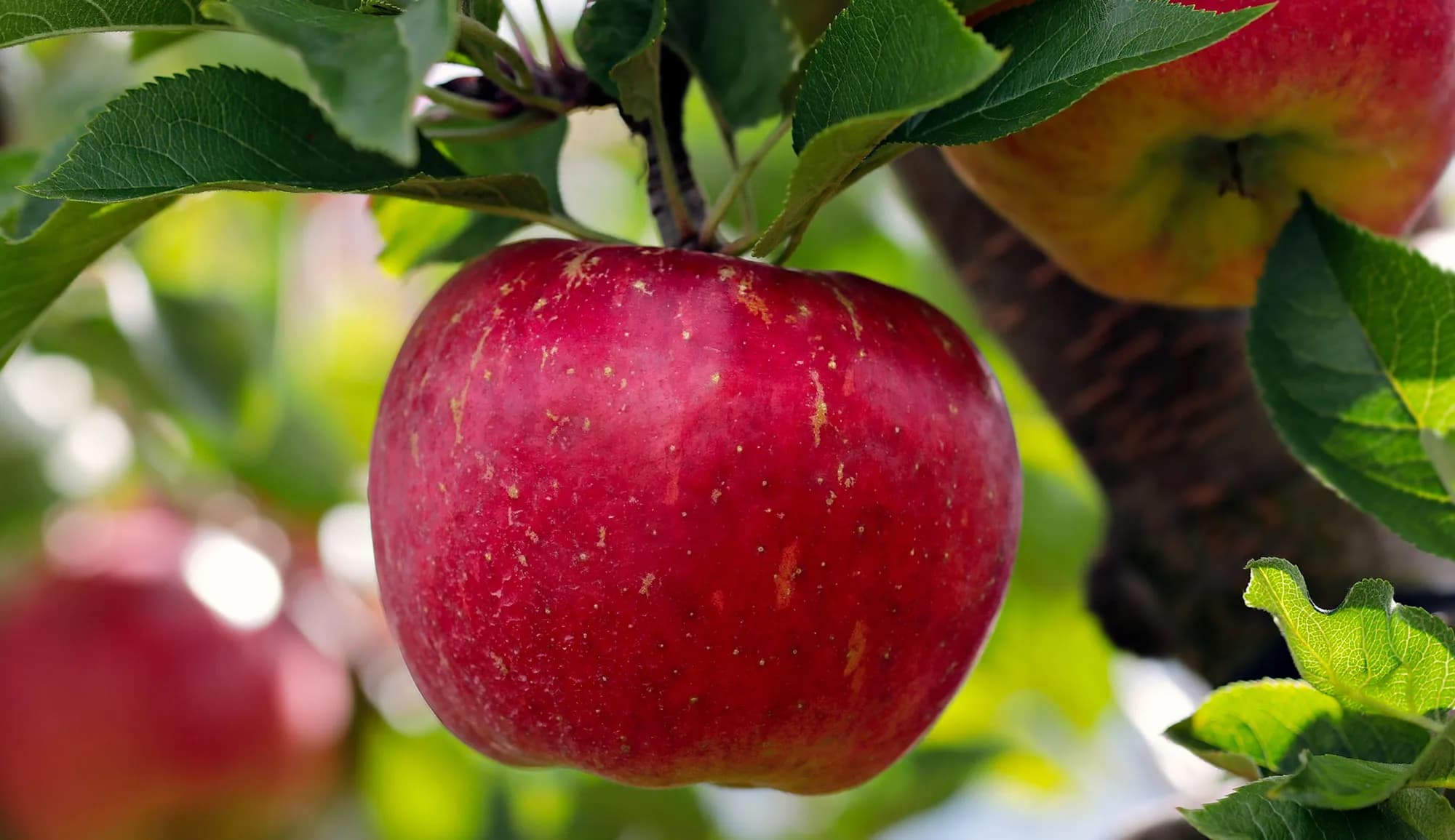 Midelt: 4ème Salon national de la pomme, du 16 au 19 octobre