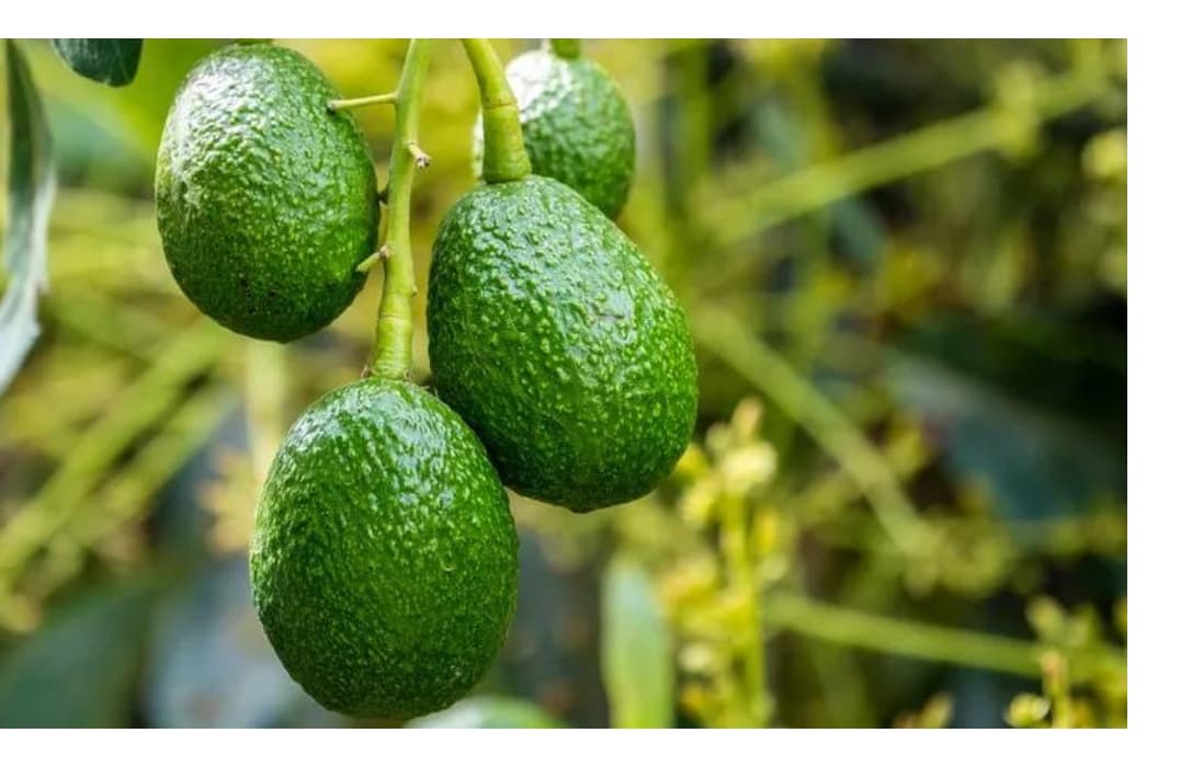 30.000 tonnes d'avocats marocains exportées cette saison en un temps record !