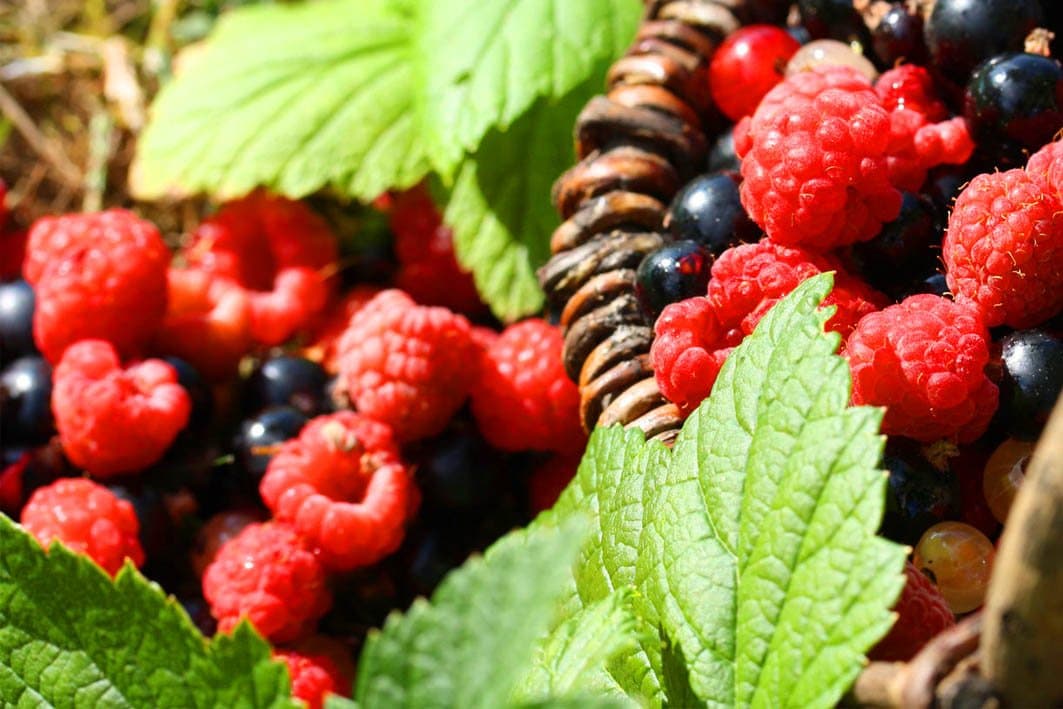Larache accueille La 5ème édition du salon international des petits fruits rouges