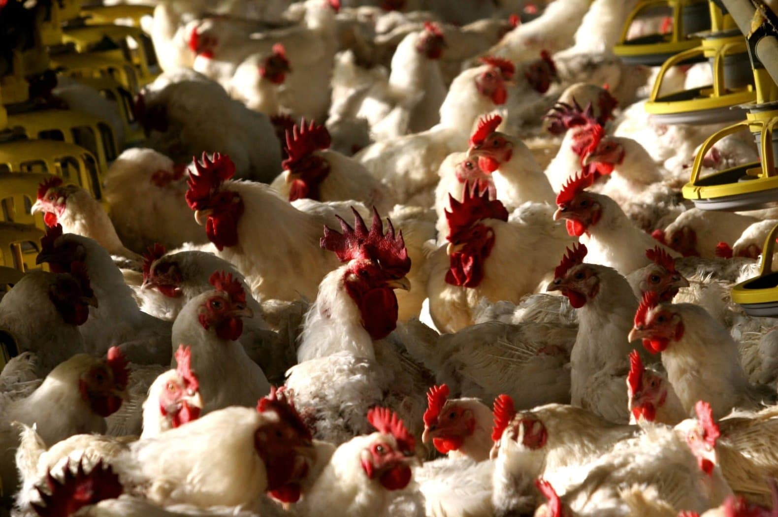 Le Maroc produit 735 000 tonnes de viande de volaille en 2024
