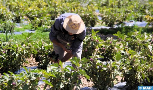 Des précipitations bénéfiques pour l’agriculture locale
