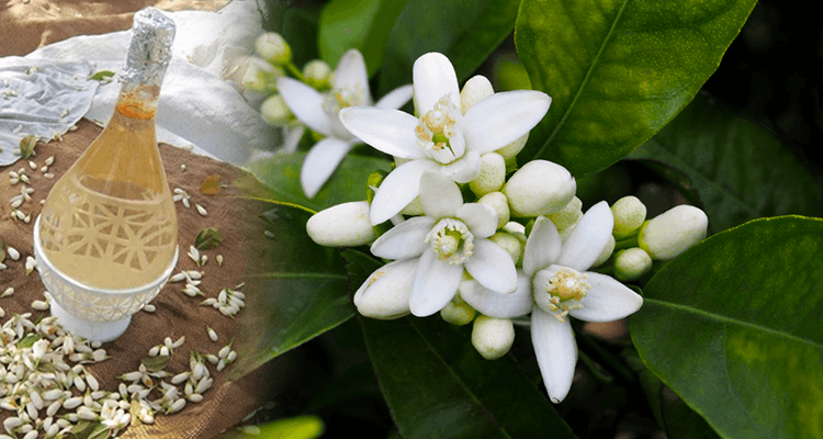 La distillation de la fleur d’oranger : un héritage féminin préservé