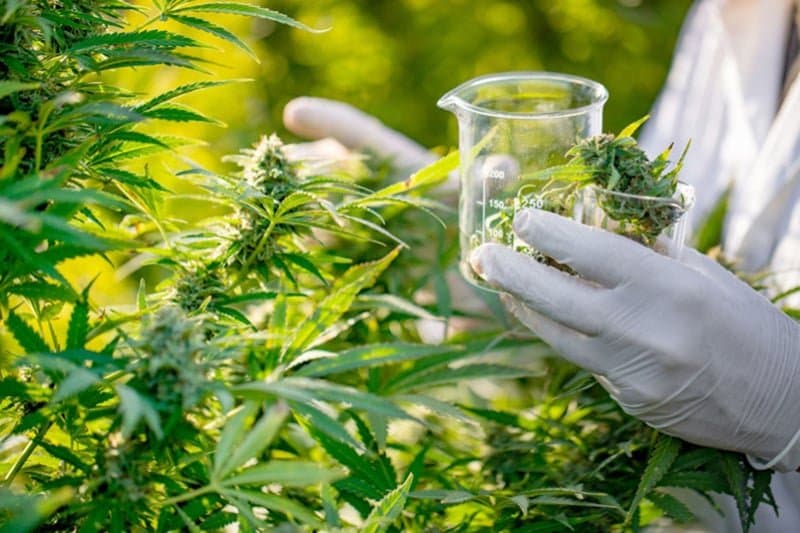 Ghana: vers une légalisation du cannabis sur le modèle marocain