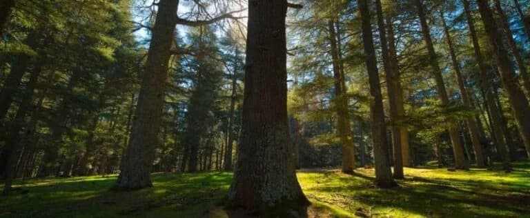 Forêt de Sala Al Jadida: un projet vert en pleine transformation