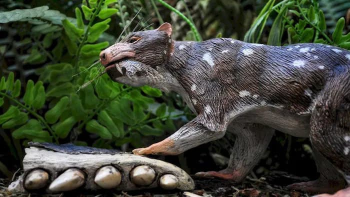 Fossile rare d’un petit mammifère découvert au Chili