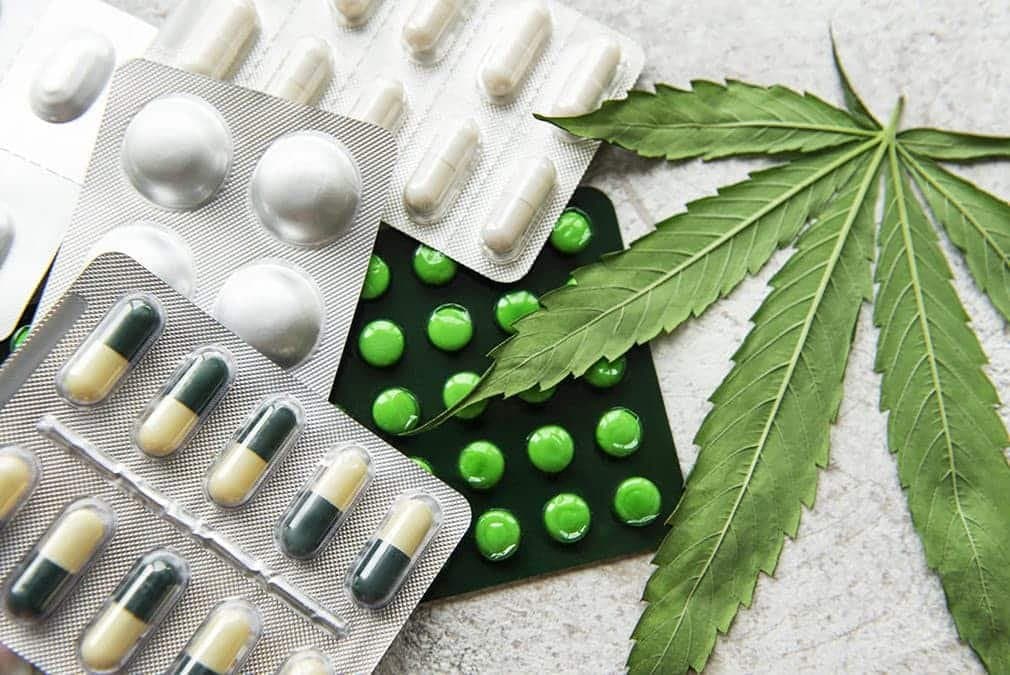 Développement agricole à Chefchaouen grâce au cannabis licite