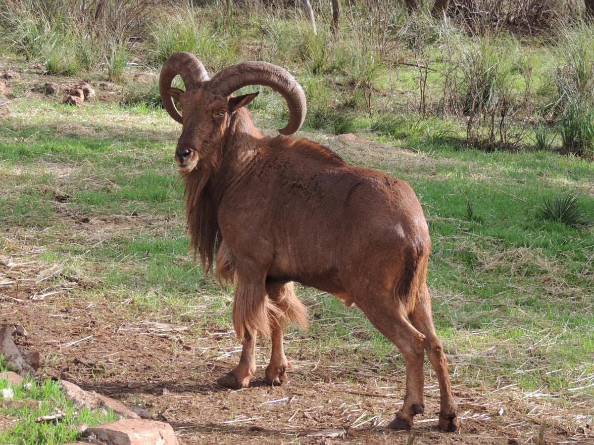 Retour du mouflon à manchettes dans le Haut Atlas