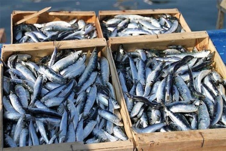 La famille Zniber investit dans une conserverie à Tan-Tan