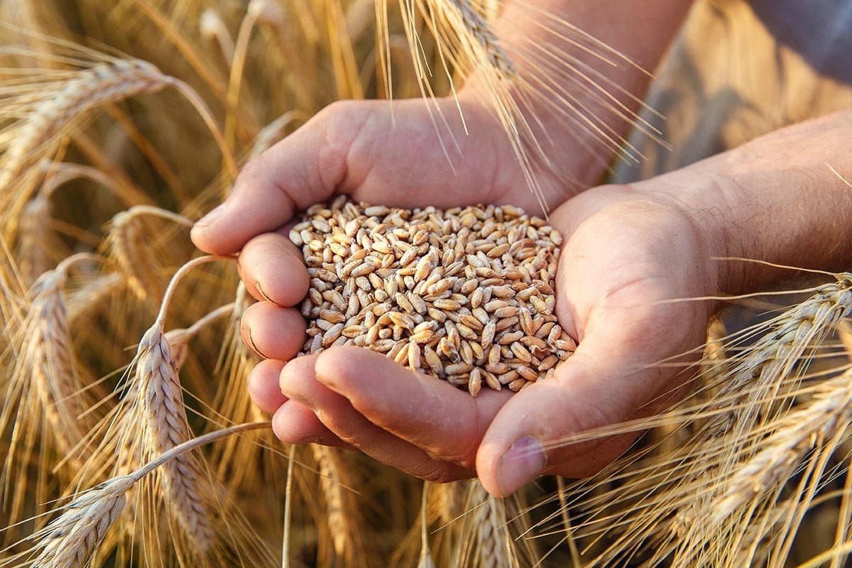 Maroc: 4ᵉ producteur arabe d’orge mais reste importateur majeur