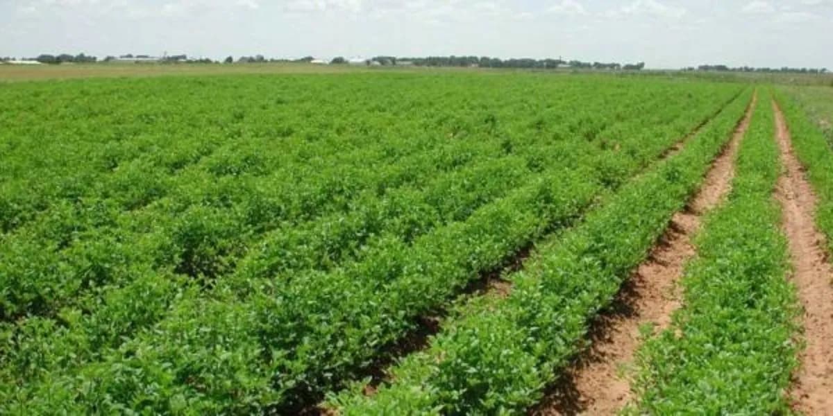 Essaouira: Renaissance agricole après la sécheresse