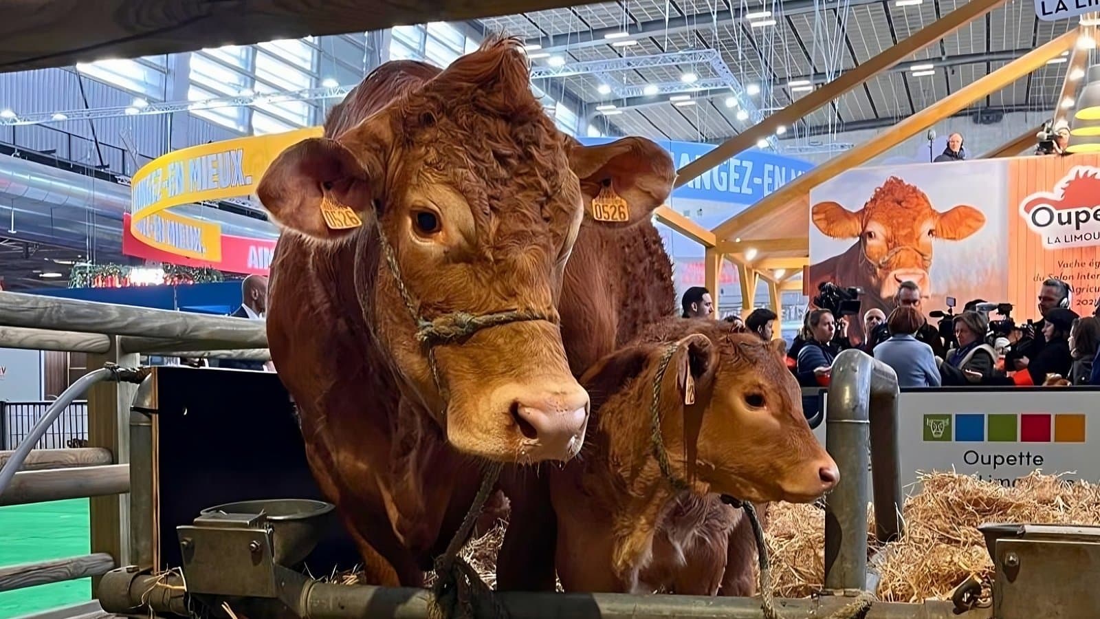 France: Salon de l’Agriculture…l’absence de la vedette !