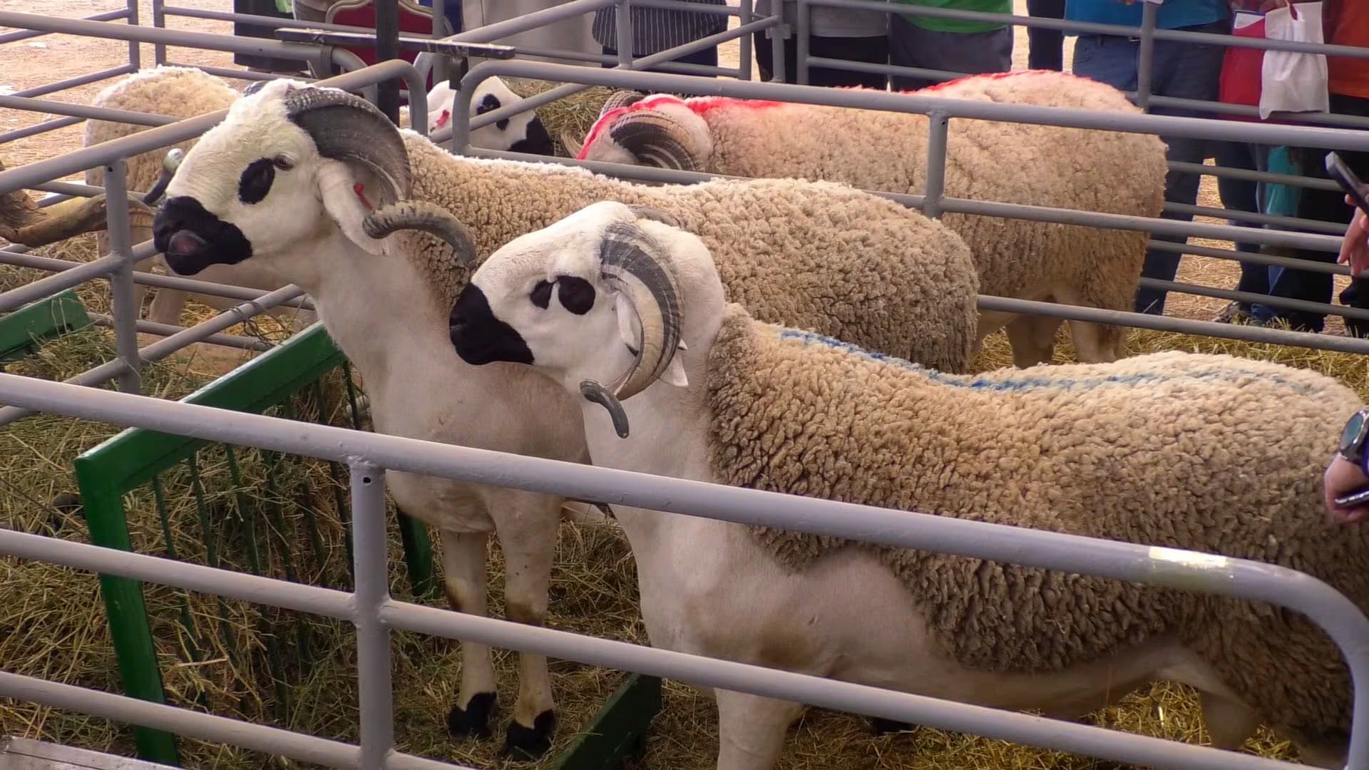 Aïd Al-Adha: Les prix des moutons sous pression
