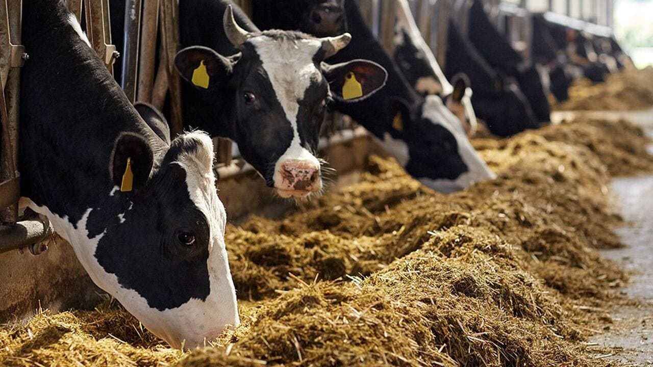 Le secteur animal au cœur de l’agriculture marocaine