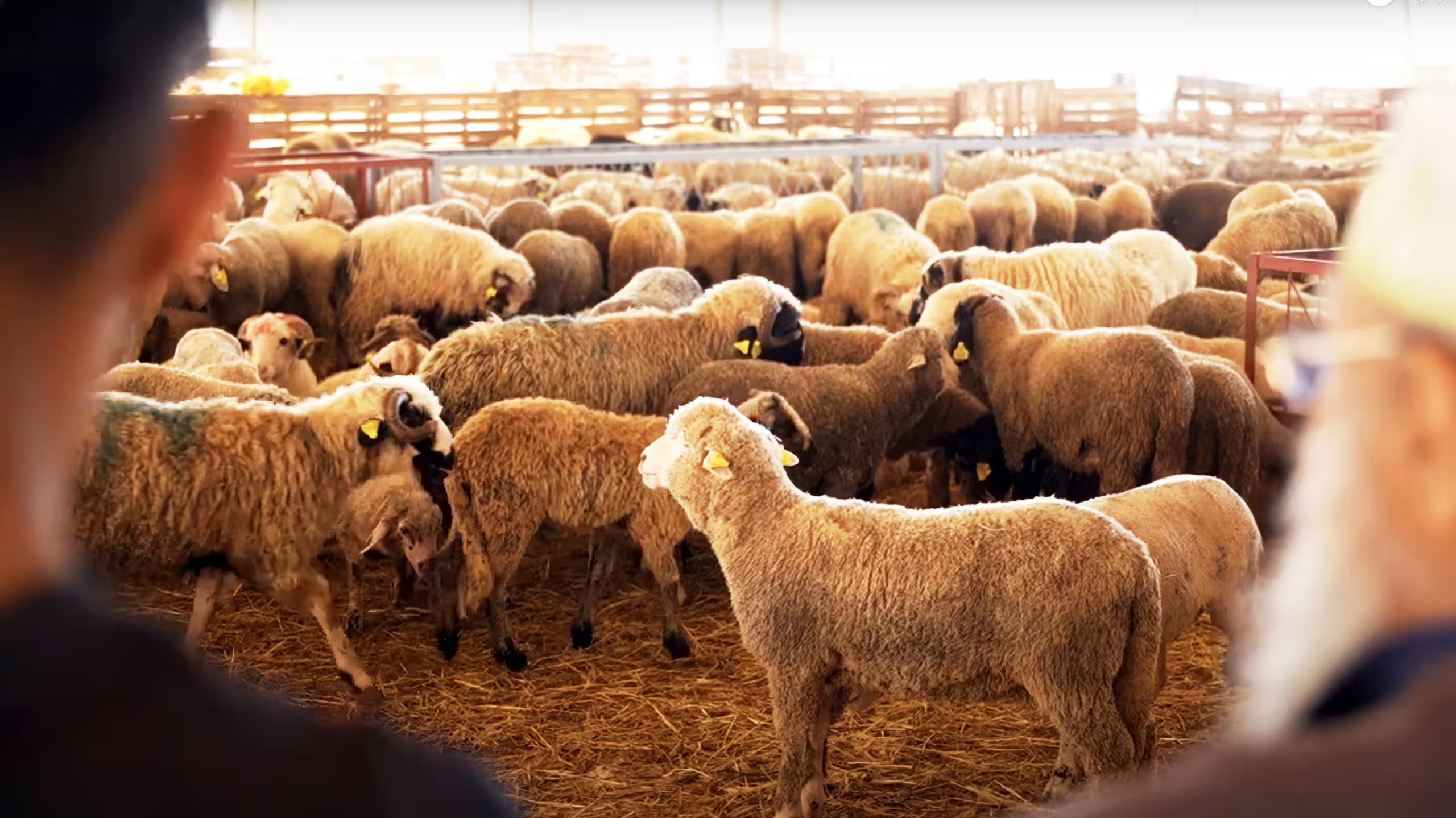 Aïd Al Adha: Le marché du mouton retient son souffle