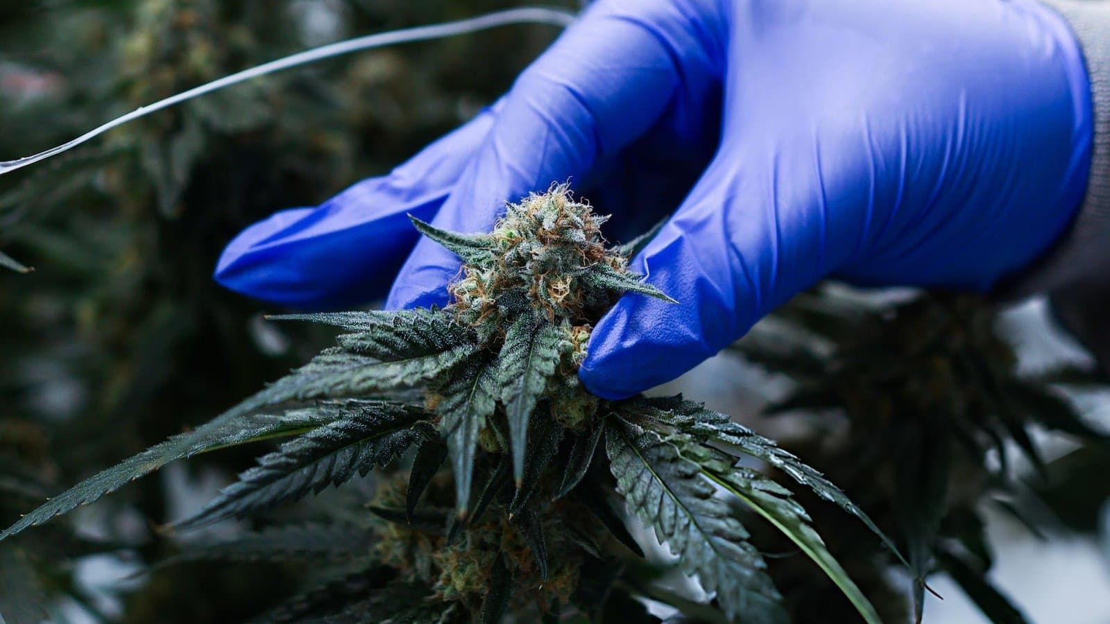 Le cannabis médical face au défi de la transparence