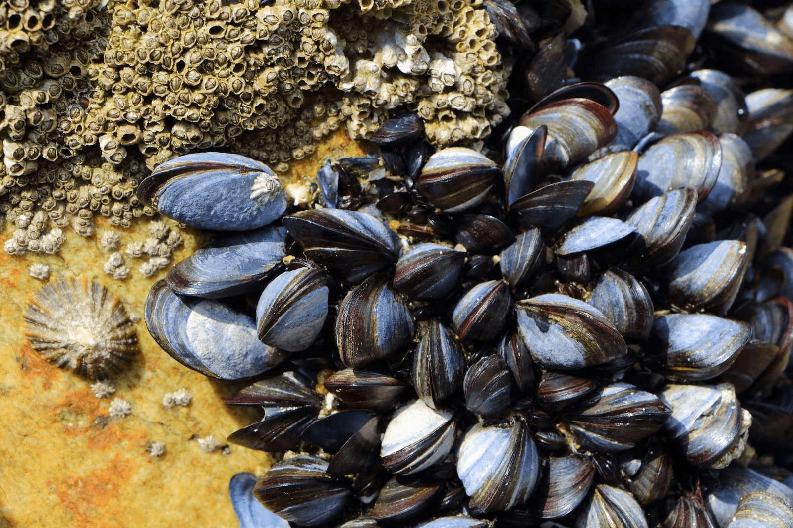 Agadir: Levée des restrictions sur les moules