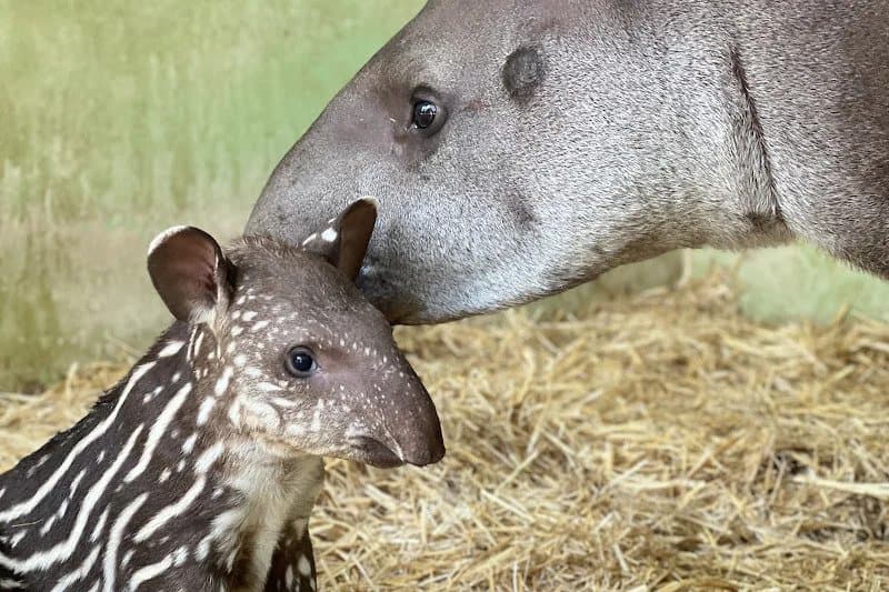 Une naissance rare pour la biodiversité à Casablanca