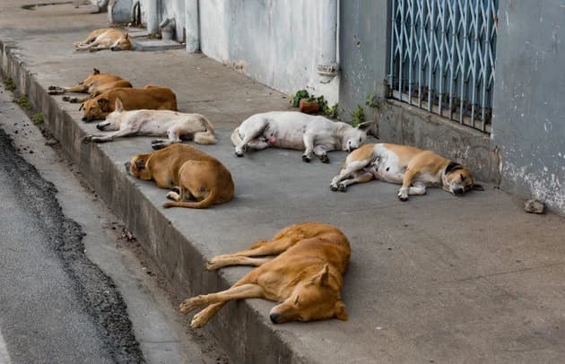 Le Maroc renforce la lutte contre les chiens errants