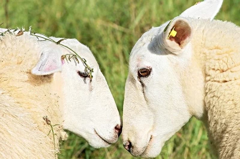 Moutons d’Europe: Une reprise des importations à l’étude