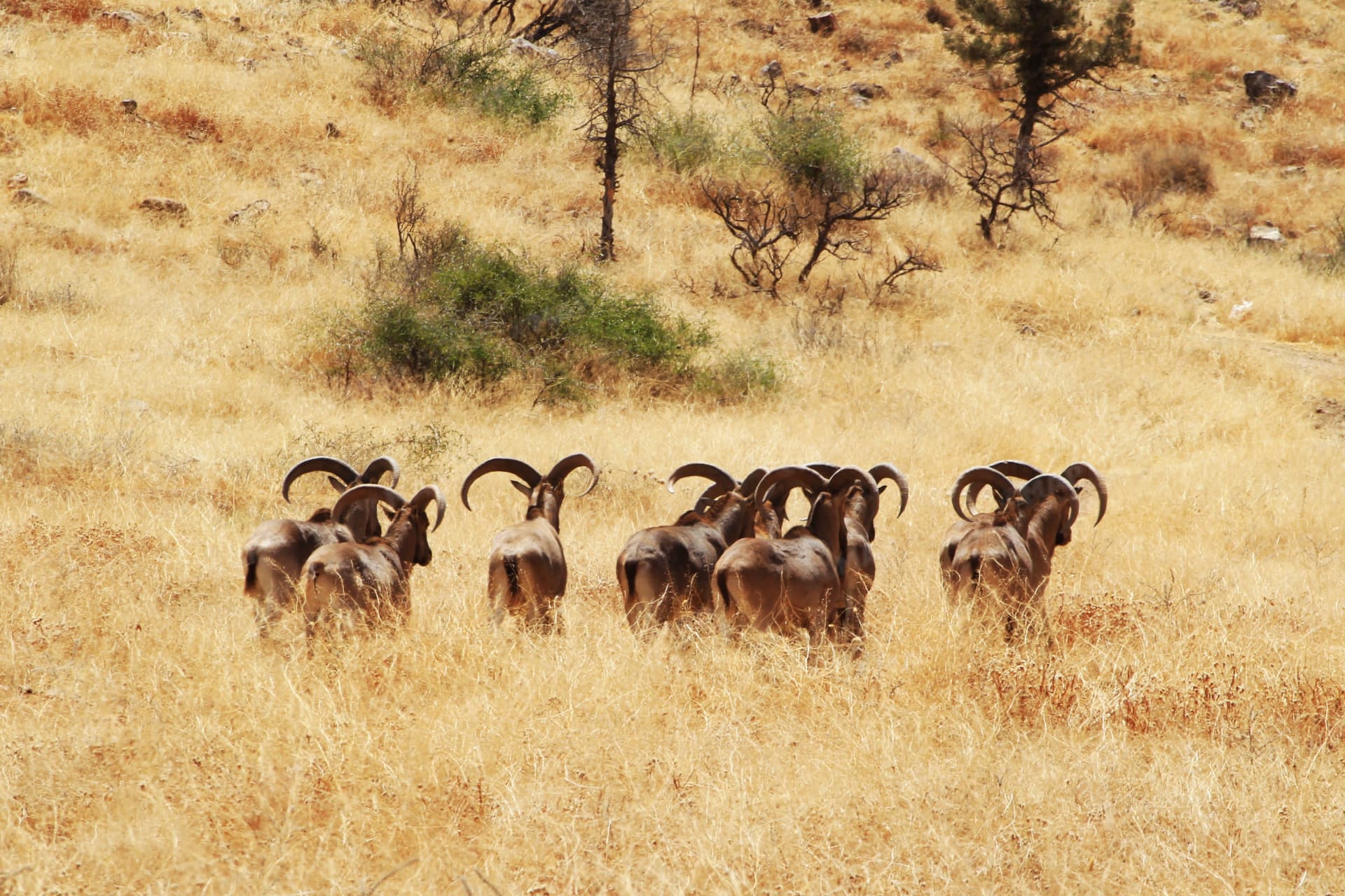 Seguia Yaagoubia, le parc qui redonne vie à la biodiversité