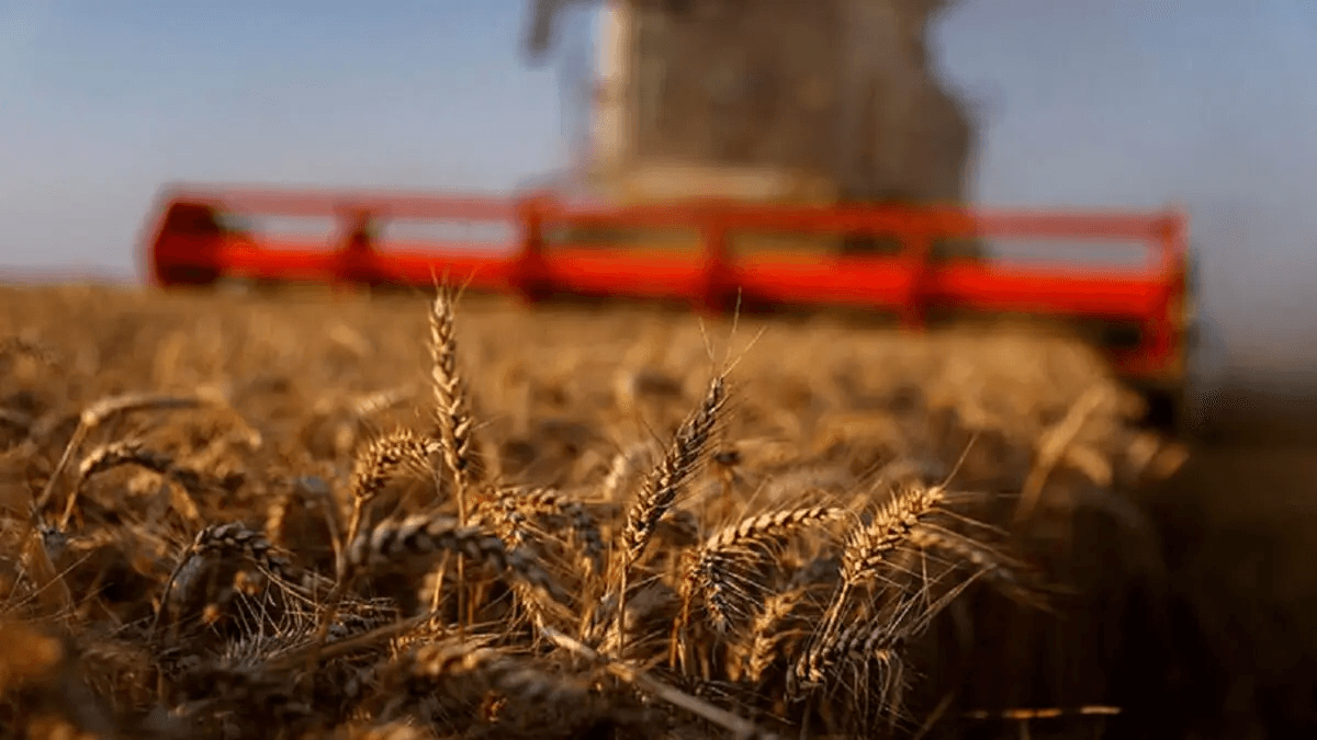 Céréales: la récolte de blé au Maroc grimperait à 7,5 millions de tonnes