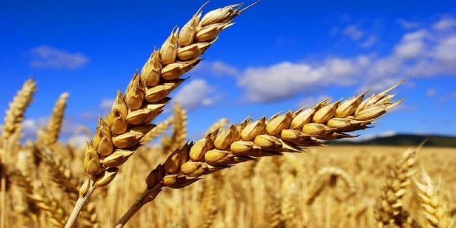 Marché du blé : Le Maroc s’approvisionne davantage en Russie