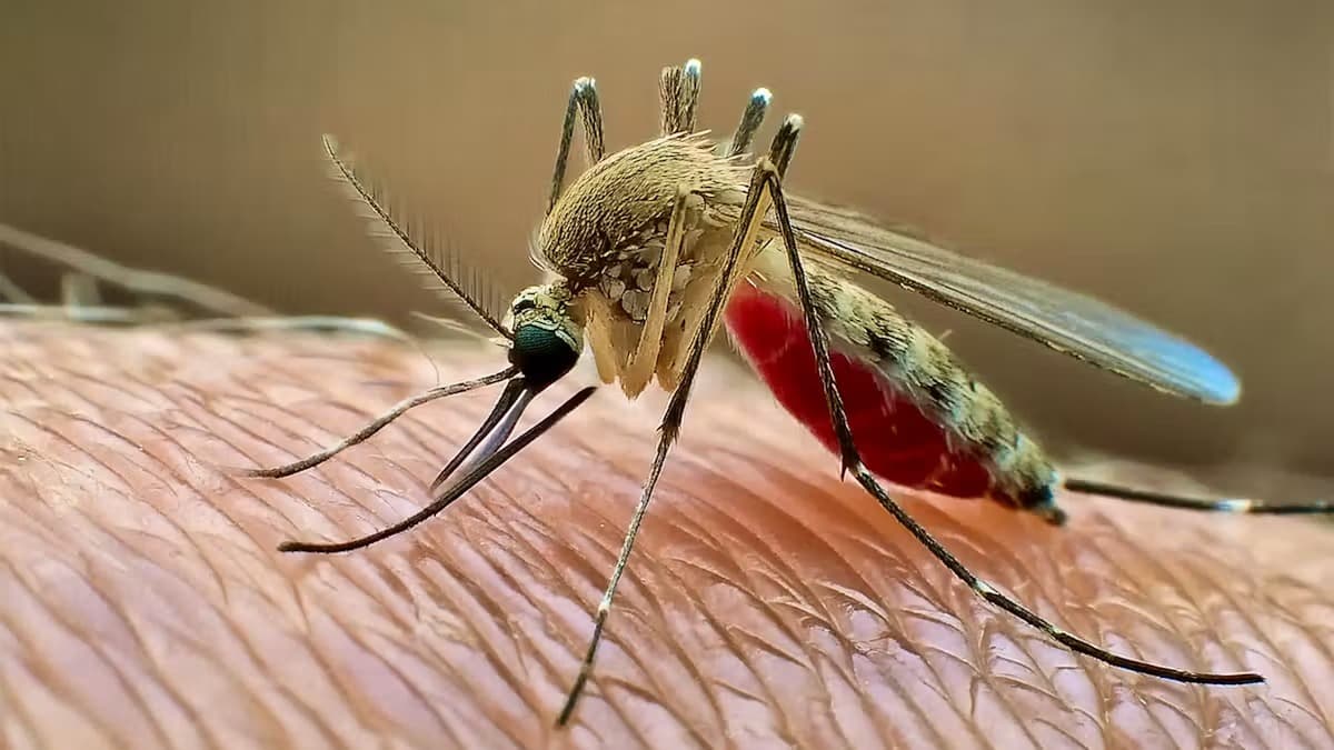 Virus du Nil occidental : La Belgique enregistre ses premiers décès