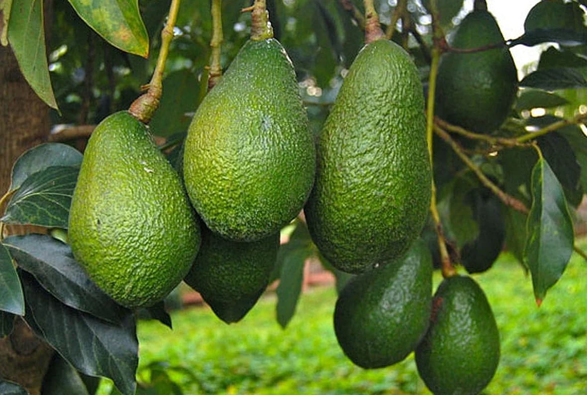Avocats : Le Maroc prépare une nouvelle campagne d’exportation