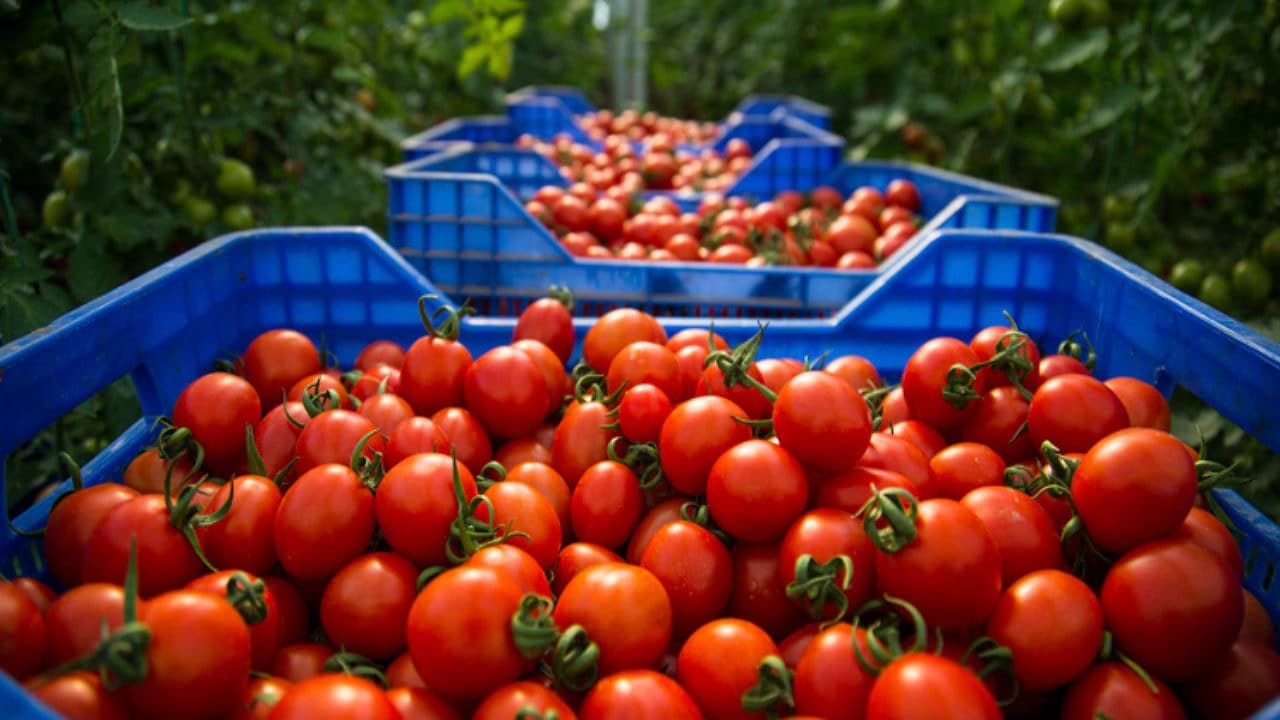Meknès : Le prix des tomates en hausse