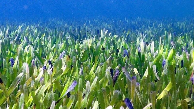 Australie: Découverte La plus grande plante du monde
