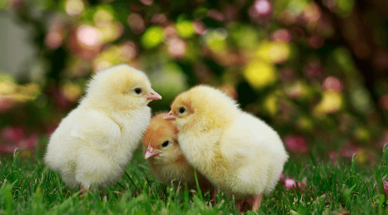 Une technologie israélienne met fin au broyage des poussins mâles