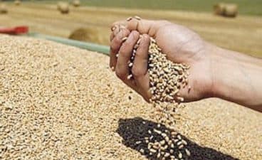 Campagne agricole 2022/2023: Hausse de 62% de la production prévisionnelle des céréales à 55,1 Mqx