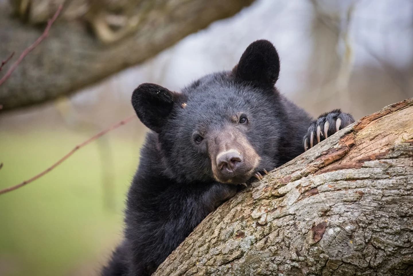 Un garçon de 7 ans attaqué par un ours noir à New York