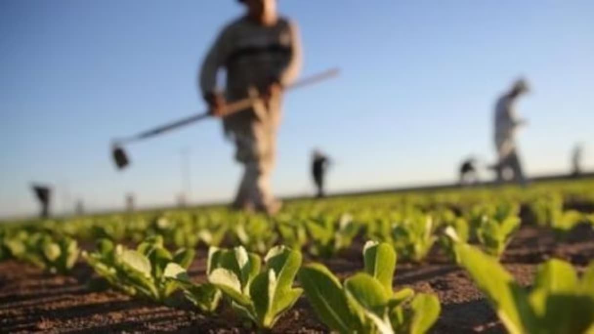Casablanca-Settat: Des perspectives agricoles rassurantes