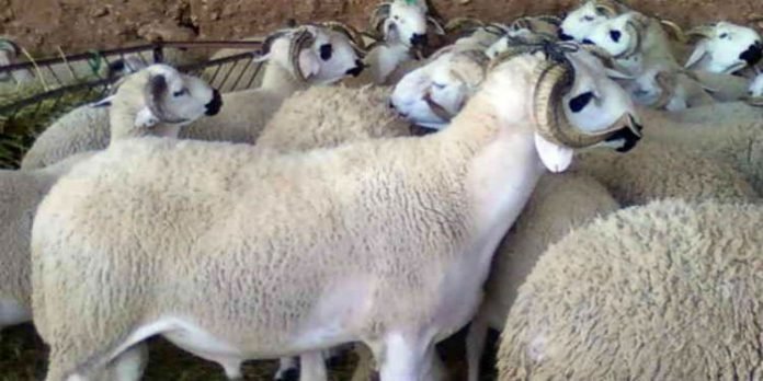 moutons