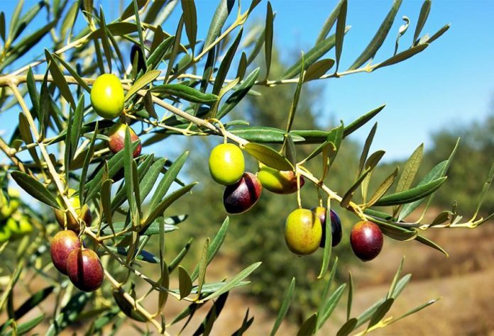 AdobeStock_28213635-olive