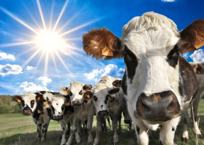 ARoPrS7tK-DAdjTjRmwLys