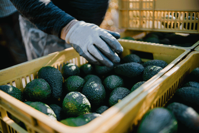 avocat-1623556774-Wao