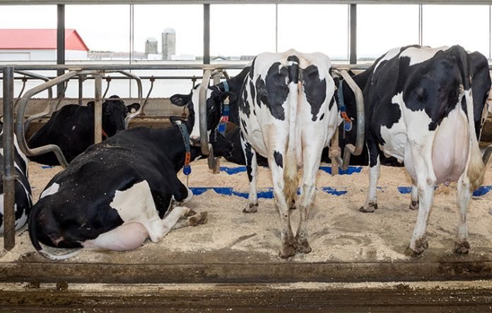 vaches-etables