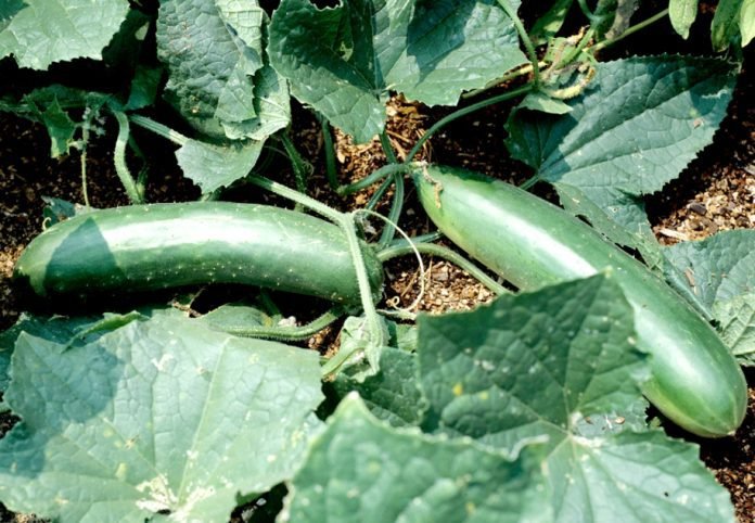 mainImage-full-11497747