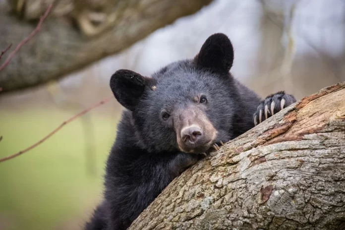 north-american-black-bear-leans-on-tree-at-woburn-safari-park (1)