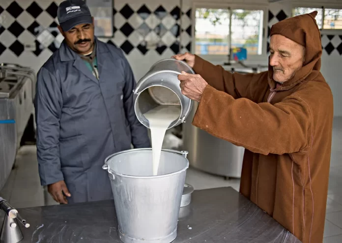 Filière laitière au Maroc, entre défis et soutien étatique aux éleveurs et producteurs Filière laitière au Maroc, entre défis et soutien étatique aux éleveurs et producteurs